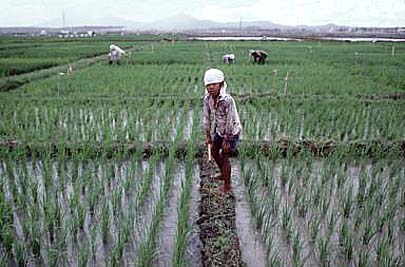 New rice development in the Philippines