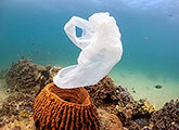 Plastic bag drifts over a coral reef